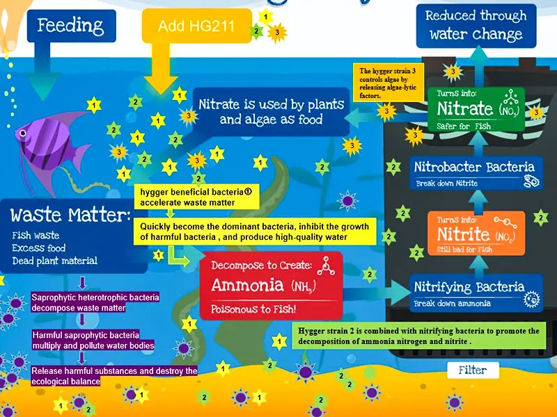Hygger aquarium guide: Nitrate control, beneficial bacteria, and water quality for fish health