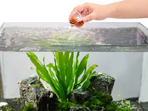 Hand adding fish to a clean aquarium with green plants and rocks