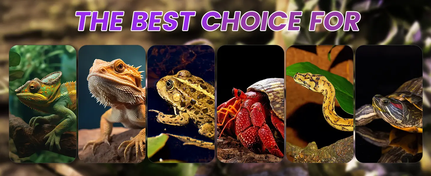 A vibrant collage of diverse reptiles and amphibians, including chameleons, bearded dragons, frogs, and turtles, showcasing t