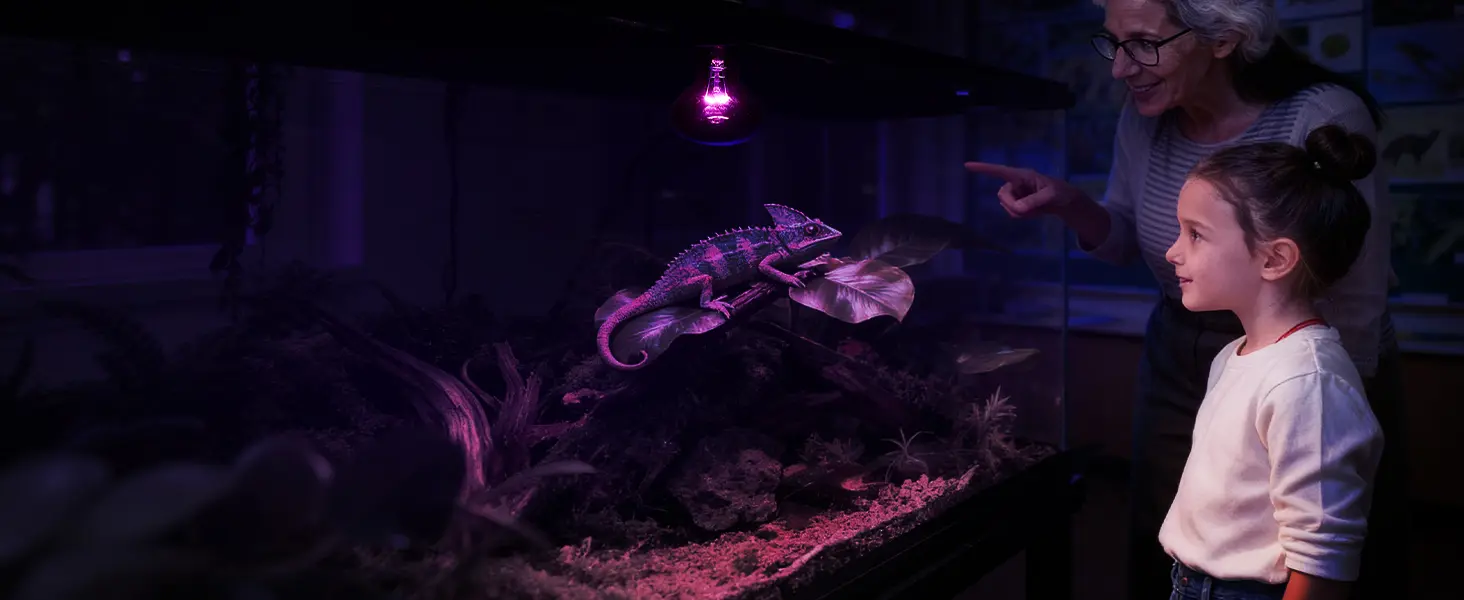 An elderly woman and a young girl observe a vibrant chameleon in a hygger aquarium setup with purple lighting and lush plants