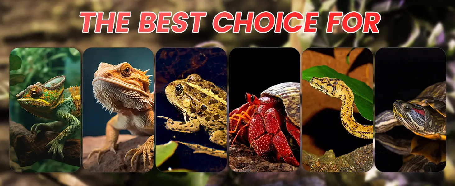 Explore hygger aquarium's best pet choices: vibrant chameleon, bearded dragon, frog, red crab, snake, and turtle for reptile