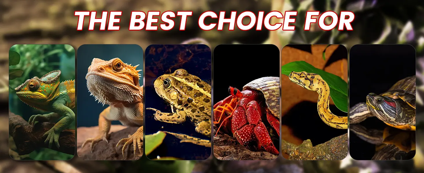 A vibrant collage of diverse reptiles and amphibians including chameleons, bearded dragons, frogs, and turtles, showcasing th