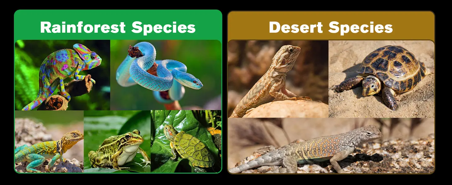 Rainforest and desert species comparison: colorful chameleon, blue snake, frog, turtle vs. lizard, tortoise, and iguana in na