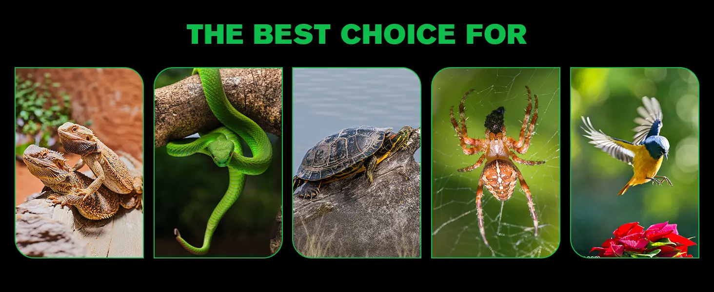 Five vibrant animal images: bearded dragons, green snake, turtle, spider, and bird, showcasing ideal pets for aquariums.