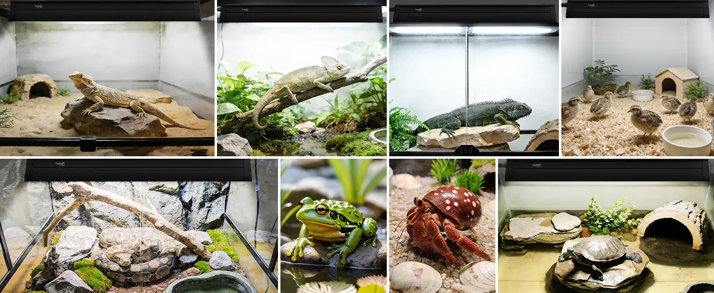 Hygger aquariums showcase diverse reptiles and amphibians in naturalistic enclosures with rocks, plants, and water features.