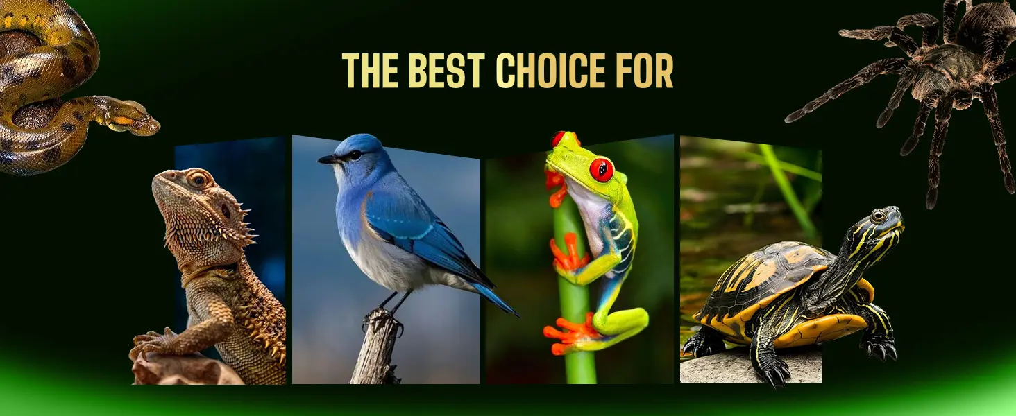 A vibrant collage of diverse pets: bearded dragon, bluebird, red-eyed tree frog, and painted turtle, with snake and spider ac