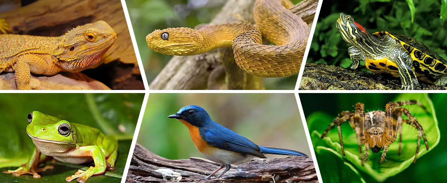 A collage of diverse reptiles and amphibians including bearded dragon, snake, turtle, frog, bird, and spider in natural habit